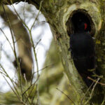 Pic noir femelle visitant une loge